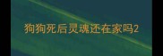 狗狗死后灵魂还在家吗