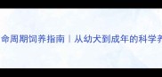 哈士奇全生命周期饲养指南从幼犬到成年的科学养护全攻略