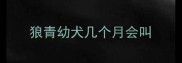 狼青幼犬几个月会叫