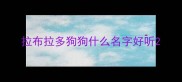 拉布拉多狗狗什么名字好听