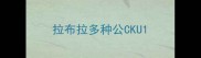 拉布拉多种公CKU