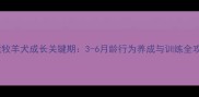 边境牧羊犬成长关键期3-6月龄行为养成与训练全攻略