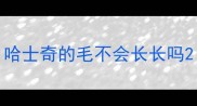 哈士奇的毛不会长长吗