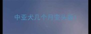 中亚犬几个月变头版
