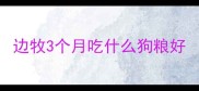 边牧3个月吃什么狗粮好
