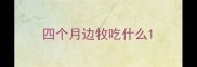 四个月边牧吃什么
