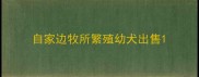 自家边牧所繁殖幼犬出售