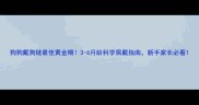 狗狗戴狗链最佳黄金期3-6月龄科学佩戴指南新手家长必看