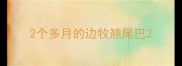 2个多月的边牧翘尾巴