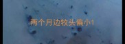 两个月边牧头偏小