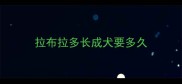 拉布拉多长成犬要多久