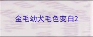 金毛幼犬毛色变白