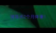 银狐犬2个月体重