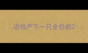 边牧产下一只全白的