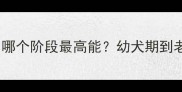 拉布拉多成长过程中哪个阶段最高能幼犬期到老年期的颜值逆袭史