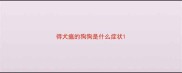 得犬瘟的狗狗是什么症状
