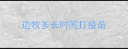 边牧多长时间打疫苗