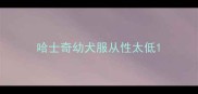 哈士奇幼犬服从性太低