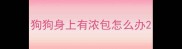 狗狗身上有浓包怎么办