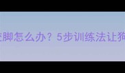 拉布拉多咬人咬脚怎么办5步训练法让狗狗不再啃手党