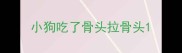 小狗吃了骨头拉骨头