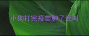 小狗打完疫苗肿了还叫