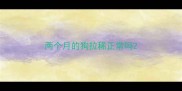 两个月的狗拉稀正常吗