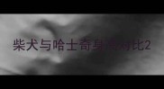 柴犬与哈士奇身高对比