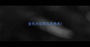 金毛犬拉布拉多串串