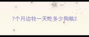 7个月边牧一天吃多少狗粮