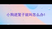 小狗进笼子就叫怎么办