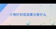小狗打好疫苗要注意什么