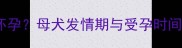 权威指南狗几个月才能怀孕母犬发情期与受孕时间全附科学计算公式