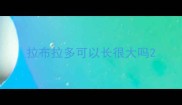 拉布拉多可以长很大吗