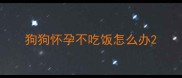 狗狗怀孕不吃饭怎么办