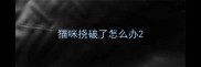 猫咪挠破了怎么办