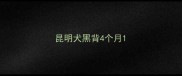 昆明犬黑背4个月