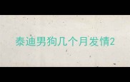 泰迪男狗几个月发情