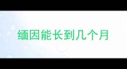 缅因能长到几个月