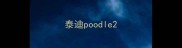泰迪poodle