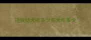 边牧幼犬吃多少每天吃多少