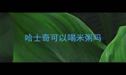 哈士奇可以喝米粥吗