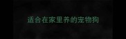 适合在家里养的宠物狗