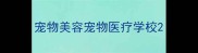 宠物美容宠物医疗学校