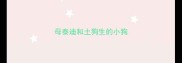 母泰迪和土狗生的小狗