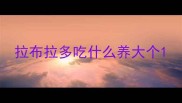 拉布拉多吃什么养大个