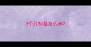 3个月柯基怎么养