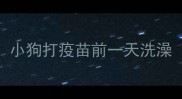 小狗打疫苗前一天洗澡