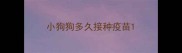 小狗狗多久接种疫苗