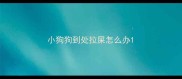 小狗狗到处拉屎怎么办